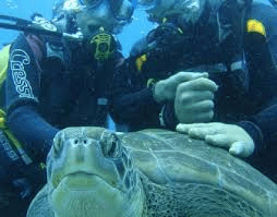 Discover Scuba Diving (Try Dive) – 2