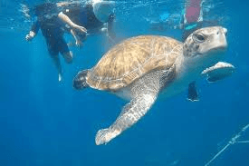 Turtle Snorkeling Tour by Boat